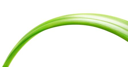 long green leaf isolated on white backgroundの写真素材
