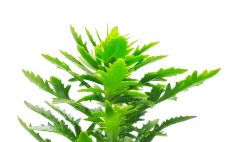 long green leaves isolated on white backgroundの写真素材