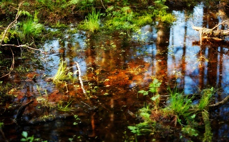 pool vith falling leaves in spring forest