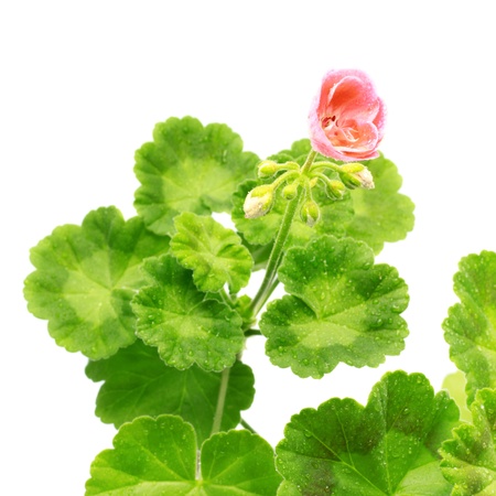 pink geranium flower isolated on white background