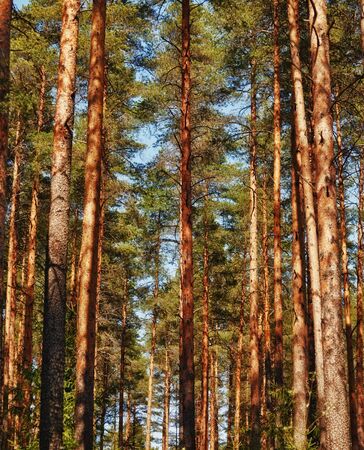 summer pine tree forest at sunny dayの写真素材
