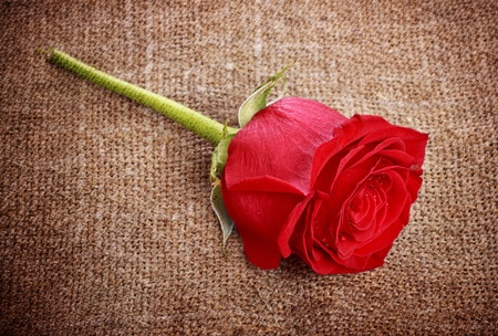 single bright red rose on old canvasの写真素材