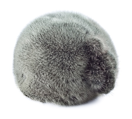 fur winter cap isolated on white backgroundの写真素材