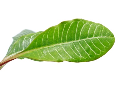 long green leaves isolated on white backgroundの写真素材