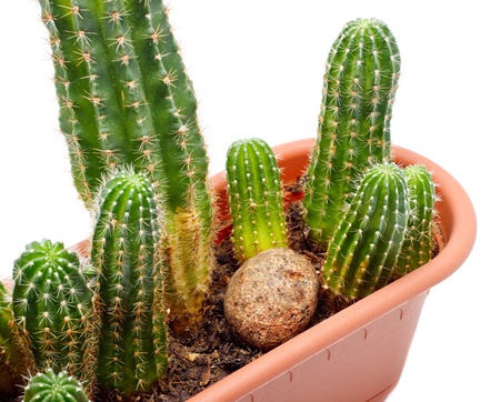 green cactus in brown pot, isolated on whiteの写真素材