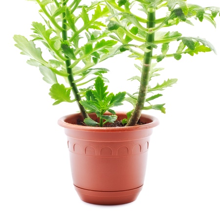 home plant in pot isolated on whiteの写真素材