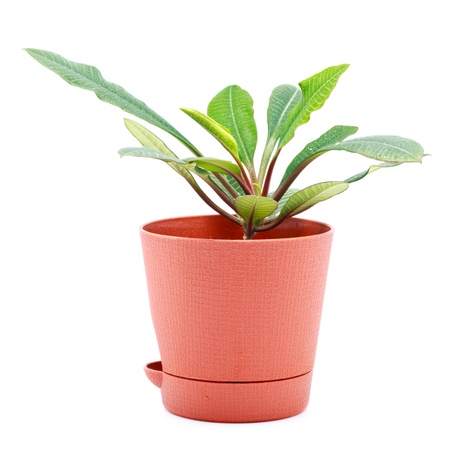 home plant in pot isolated on whiteの写真素材