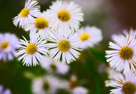 erigeron alpinus flowers in garden at summerの写真素材