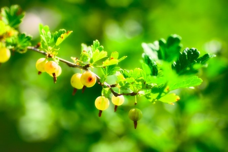 bunch of ripe gooseberries at summer dayの写真素材
