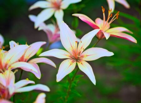 beautiful pink lilies in garden, close upの写真素材