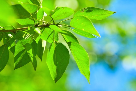 green summer leaves against blue sky, little dofの写真素材
