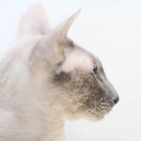 cute hairless oriental cat close up, peterbaldの写真素材