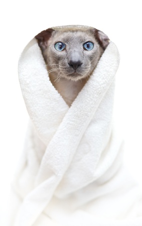 funny hairless oriental cat in towel, peterbaldの写真素材
