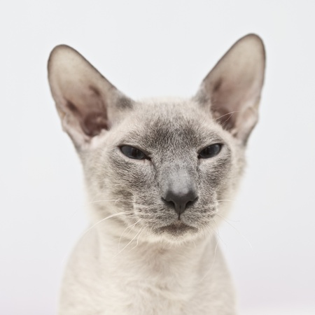 cute hairless oriental cat close up, peterbaldの写真素材