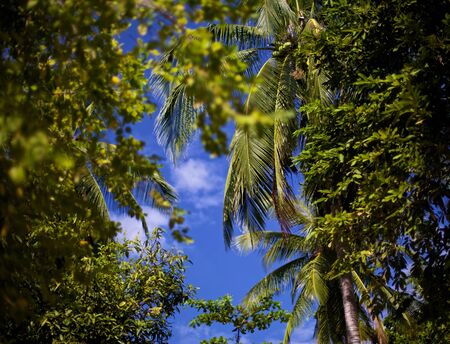 green jungle trees over blue sky backgroundの写真素材