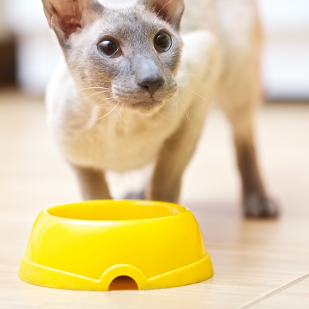 eating hairless oriental cat close up, peterbaldの写真素材