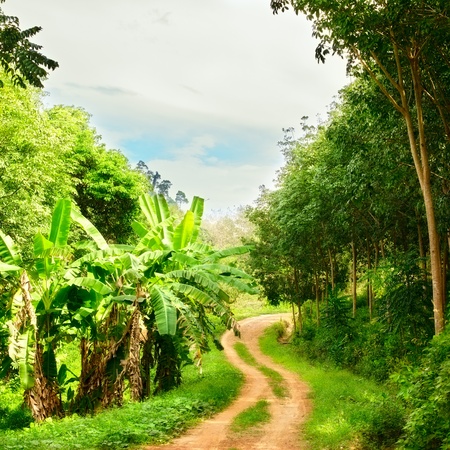 gound road in jungle at summer day, Thailandの写真素材