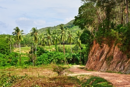 gound road in jungle at summer day, Thailandの写真素材