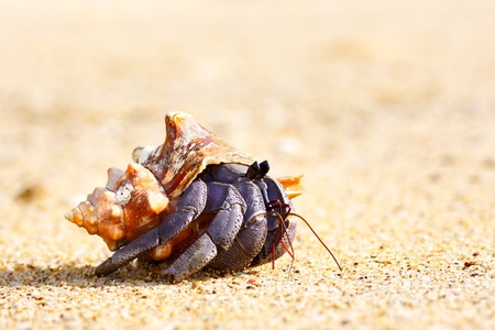 hermit crab on a beach in Andaman Seaの写真素材
