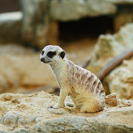 small grey suricate sitting on a sandの写真素材