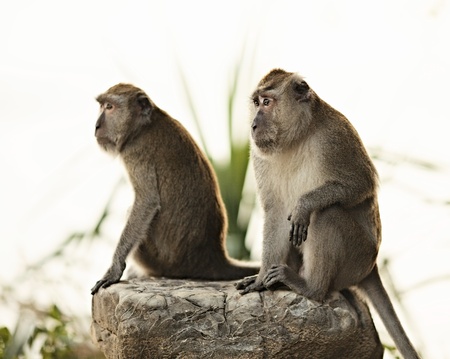 two macaque monkey sitting on big stoneの写真素材