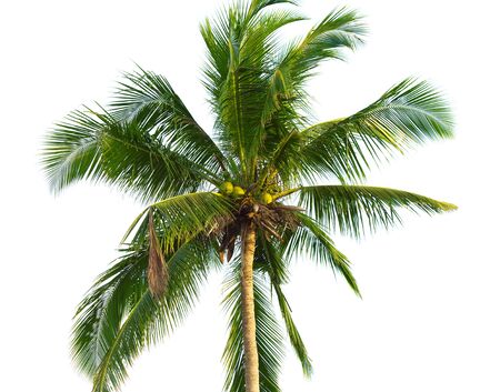 green coconut palm isolated on white backgroundの写真素材