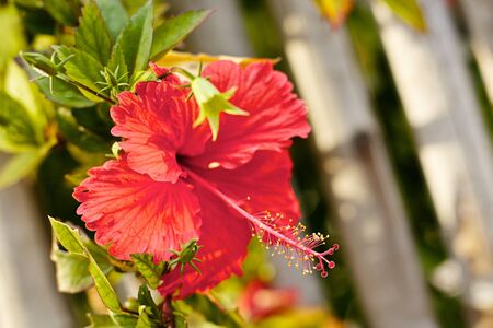 red hibiscus tropical flower, at sunny dayの写真素材