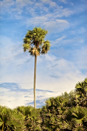 green coconut palm against blue sky backgroundの写真素材