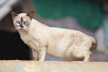 big cream siamese cat seriously looking, outdoorの写真素材
