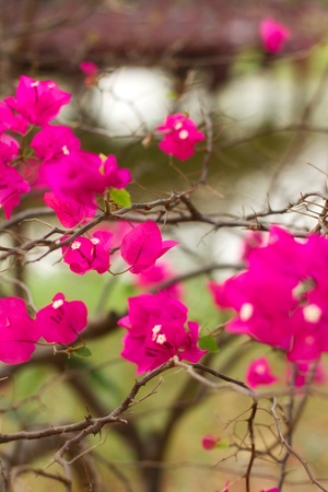 pink bougainvillea flowers, at sunny day, backgroundの写真素材