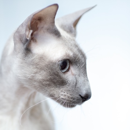 cute hairless oriental cat close up, peterbaldの写真素材