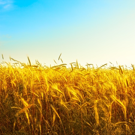 golden wheat field with blue sky backgroundの写真素材