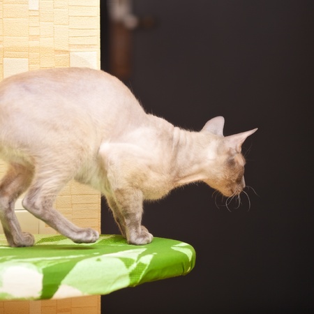 hairless oriental cat, peterbald, ready to jumpの写真素材