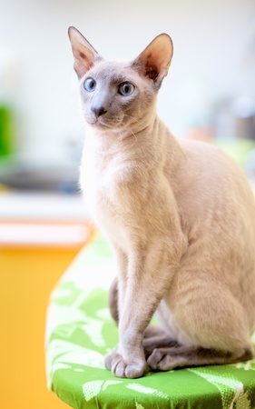 cute hairless oriental cat close up, peterbaldの写真素材