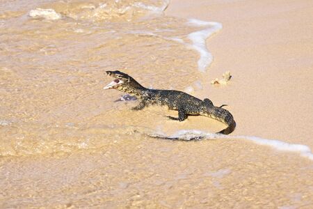 wild water monitor (Varanus salvator) on a beachの写真素材