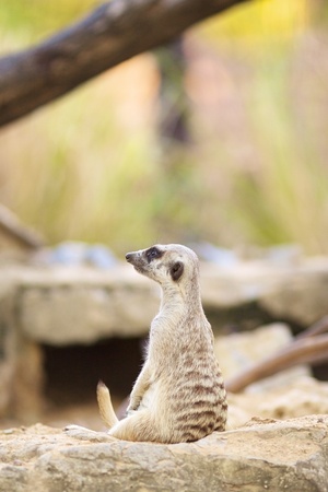 meerkat sitting on a ground and looking aheadの写真素材