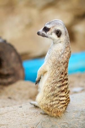 meerkat sitting on a ground and looking aheadの写真素材