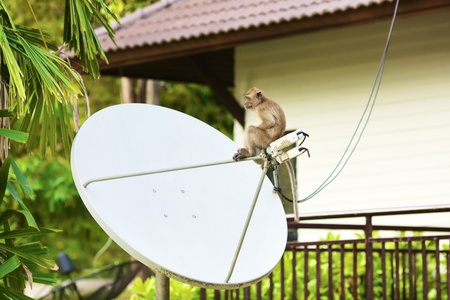 funny macaque monkey sitting on satellite antennaの写真素材