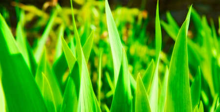 fresh green grass in sunshine, shallow dofの写真素材