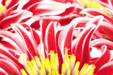 group of red chrysanthemum with yellow centerの写真素材
