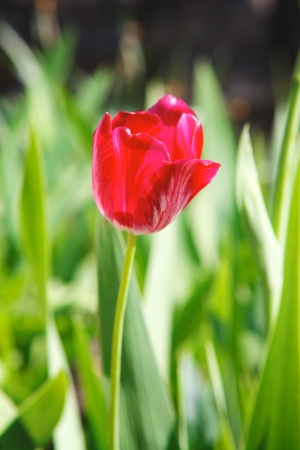red tulip in grass at summer dayの写真素材