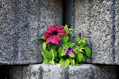wall made of stone flowerbed with nasturtiumの写真素材