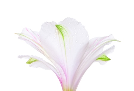 single white lily isolated on white backgroundの写真素材
