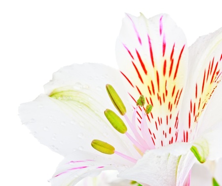 single white lily isolated on white backgroundの写真素材