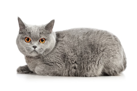 blue british shorthair cat, isolated on whiteの写真素材