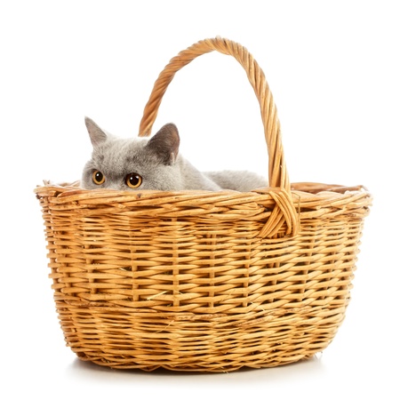 blue british shorthair cat in basket, isolated on whiteの写真素材