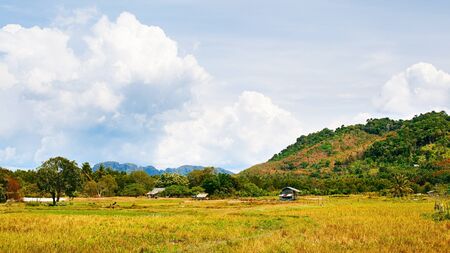 green landscape at summer day in Thailandの写真素材