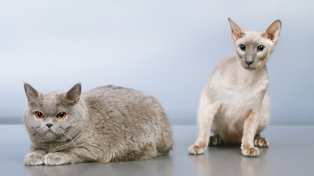 peterbald and blue british shorthair cat, gray backgroundの写真素材