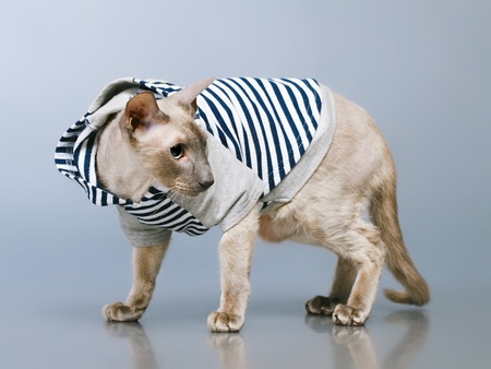 shorthair oriental cat, peterbald, on gray backgroundの写真素材