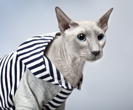 shorthair oriental cat, peterbald, on gray backgroundの写真素材